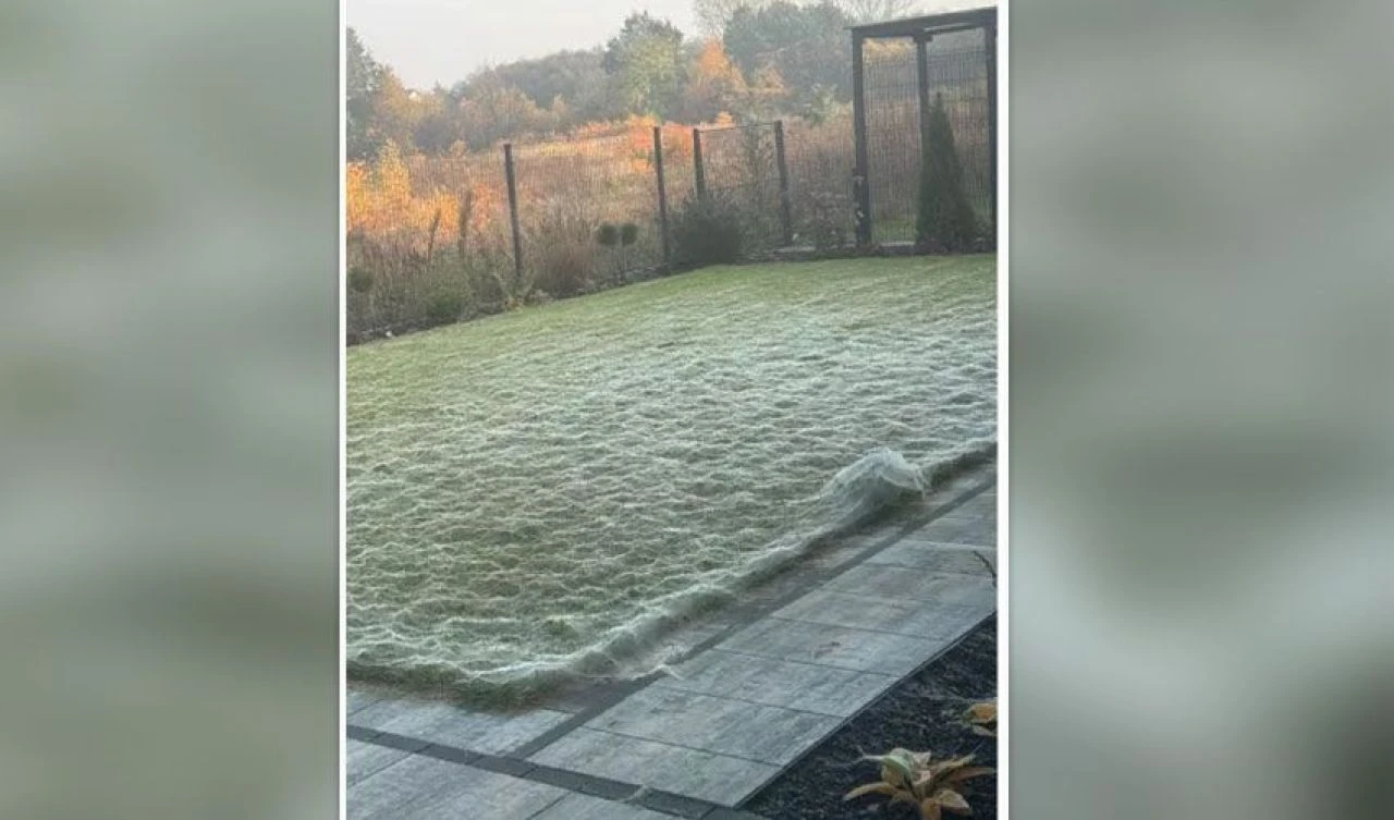 Bahçesini gördüğünde neredeyse kalp krizi geçirecekti! Korkunç görüntünün sebebi ortaya çıktı - 2. Resim