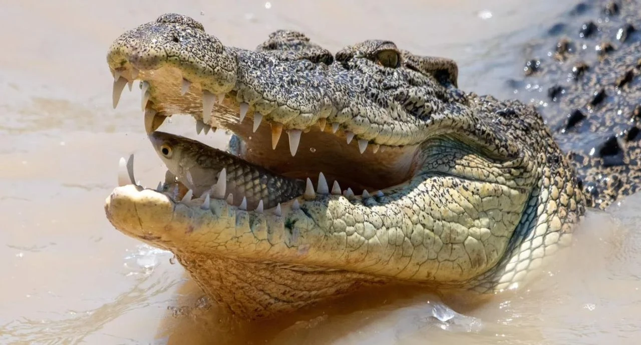 Yollar sular altında kaldı, timsahlar yollara düştü! Devasa sürüngen tehlikesi - 2. Resim