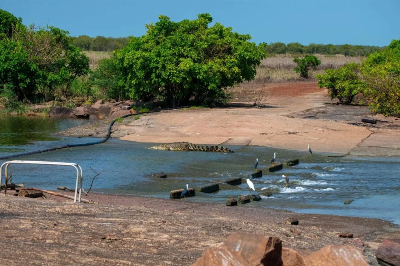 Yollar sular altında kaldı, timsahlar yollara düştü! Devasa sürüngen tehlikesi - 3. Resim