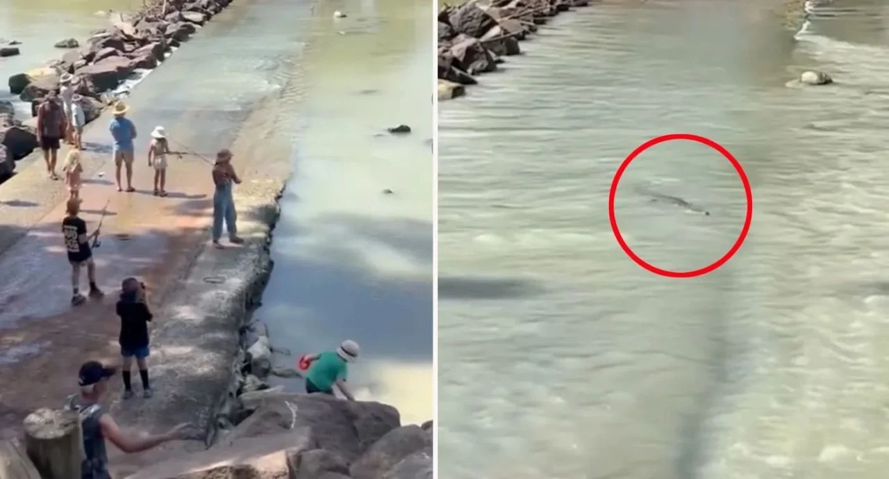 Yollar sular altında kaldı, timsahlar yollara düştü! Devasa sürüngen tehlikesi - 1. Resim