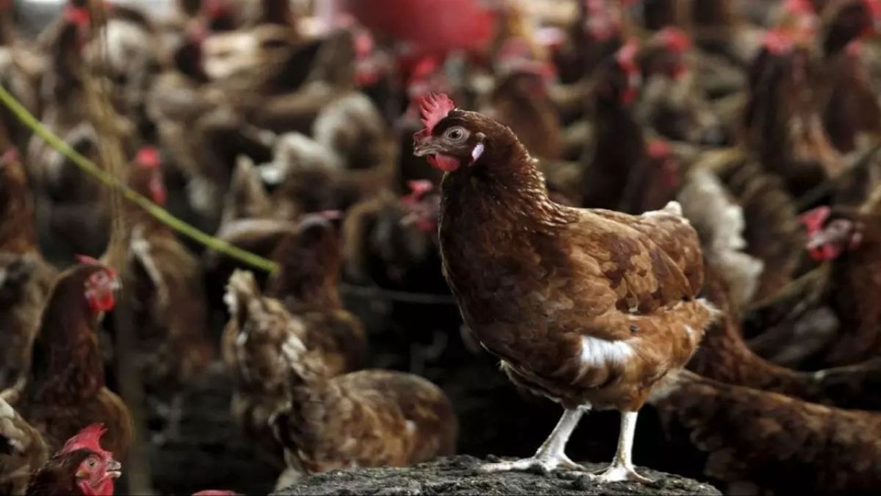 Bakanlıktan korkutan açıklama! Konya'da kuş gribi salgını paniği geri - 3. Resim