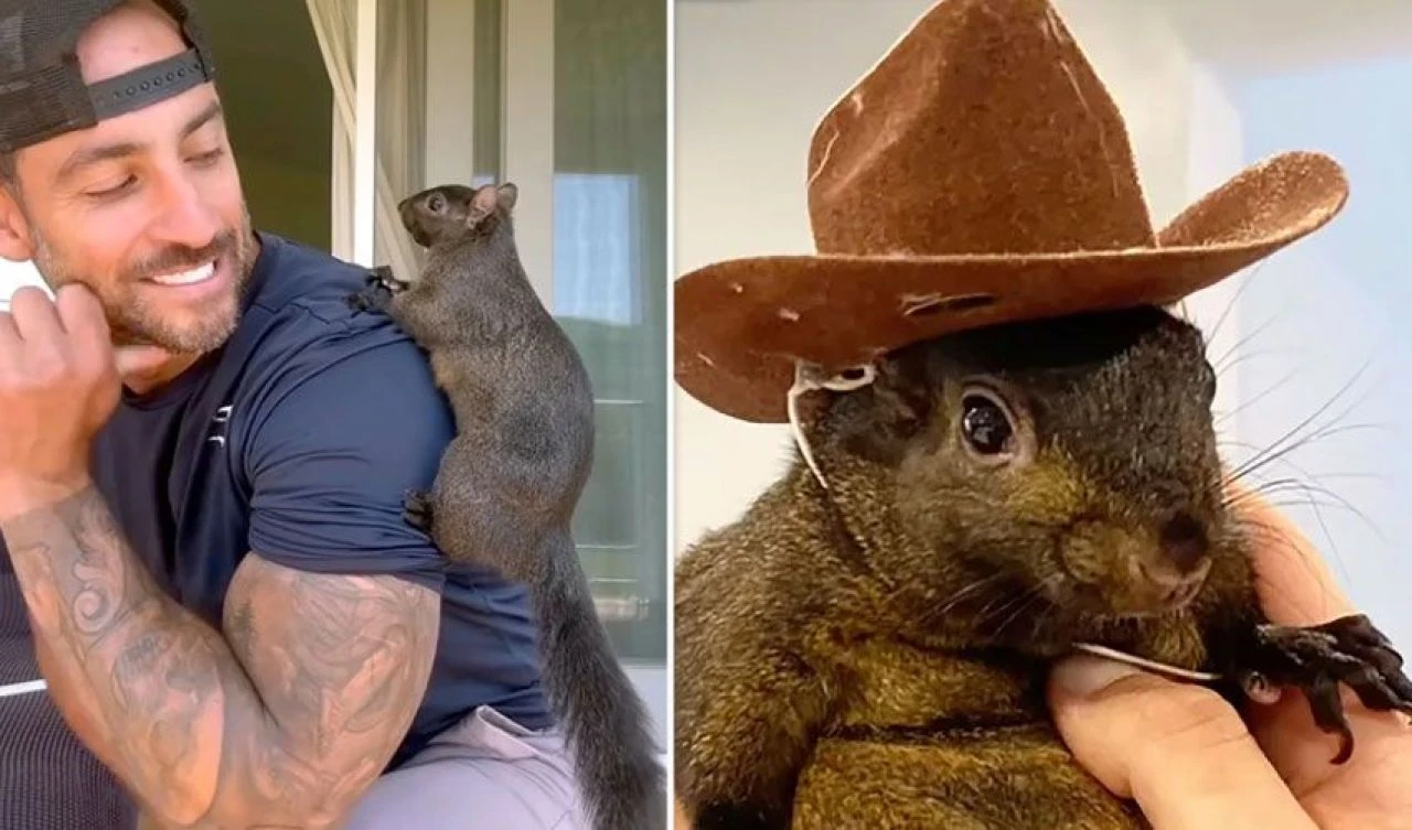 Donald Trump ABD seçimini sincap farkıyla kazanabilir! Sosyal medya fenomeni Peanut'a ötanazi yapıldı, ülke bu olayla çalkalanıyor - 1. Resim