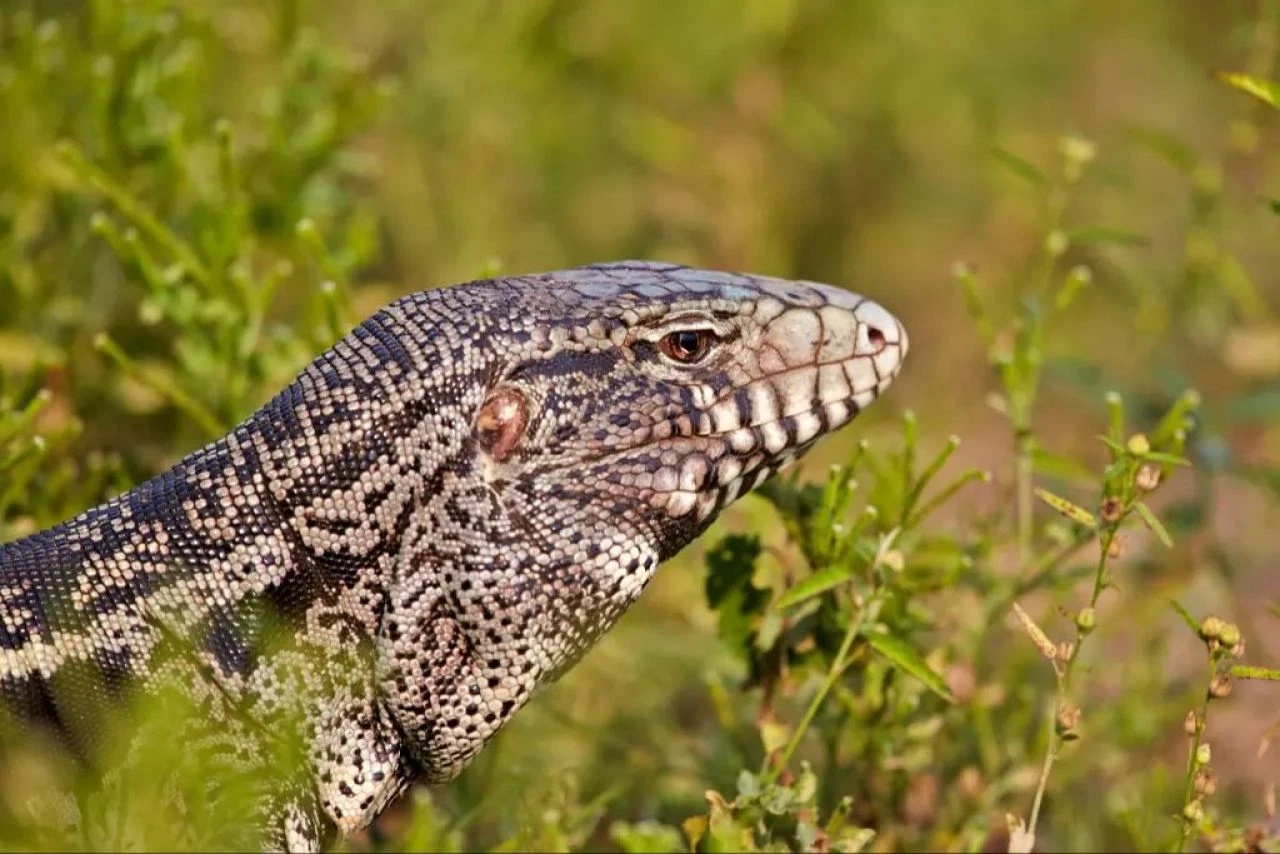 Gördükleri her şeyi yiyen dev kertenkeleler bölgeyi istila etti! Obur iştahları ekosisteme düşman