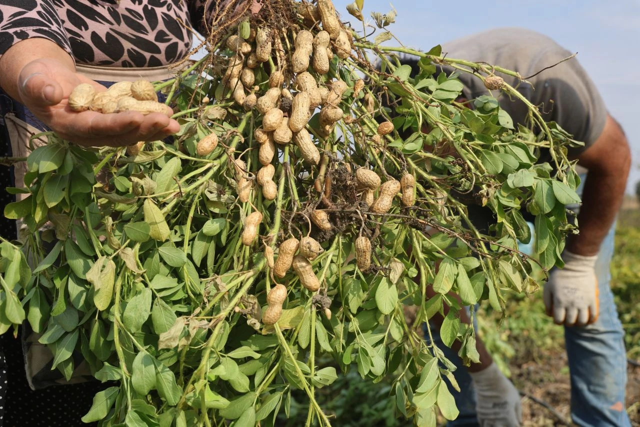 Günlük bin lira yevmiyesi var, çalışacak işçi yok! Sadece eş dost gidip çalışıyor - 3. Resim