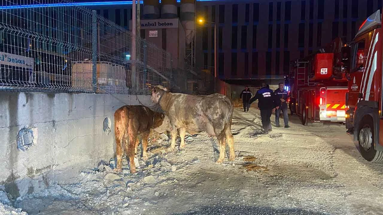 İstanbul'da kurbanlık hayvanların tutulduğu ahırda yangın: Onlarca hayvan telef oldu