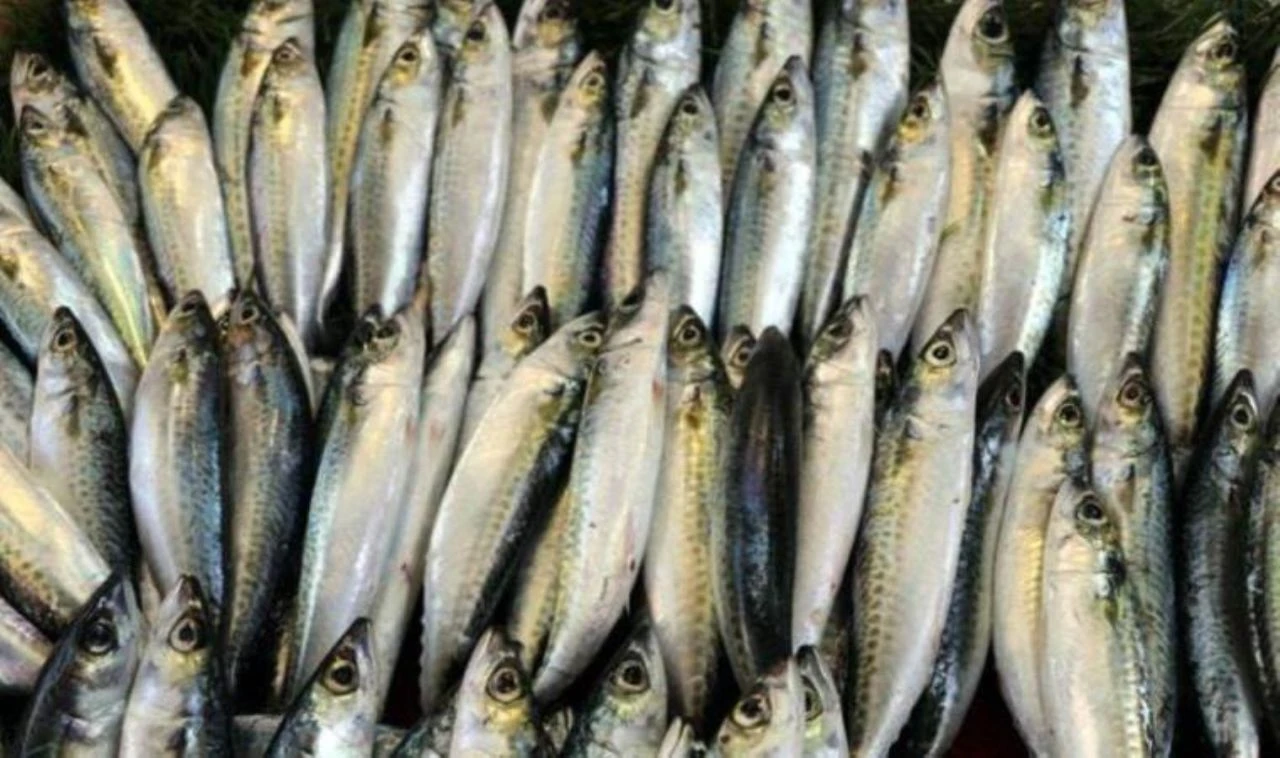 Kasım ayı hangi balık yenir diyenler tezgahlardan önce internete baktı - 4. Resim