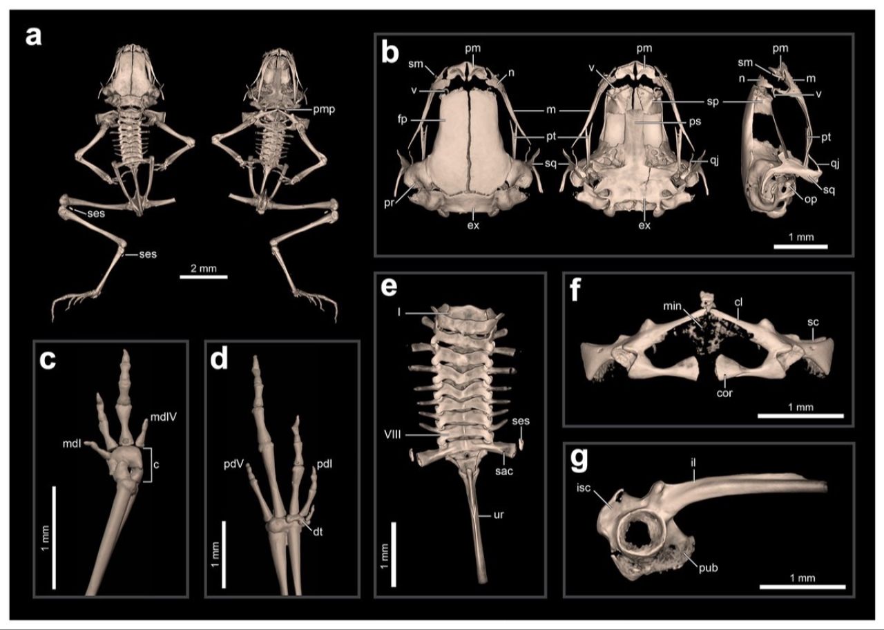 Tırnaktan küçük kurbağa, bilim dünyasını salladı! İskelet özellikleri dikkat çekti - 2. Resim