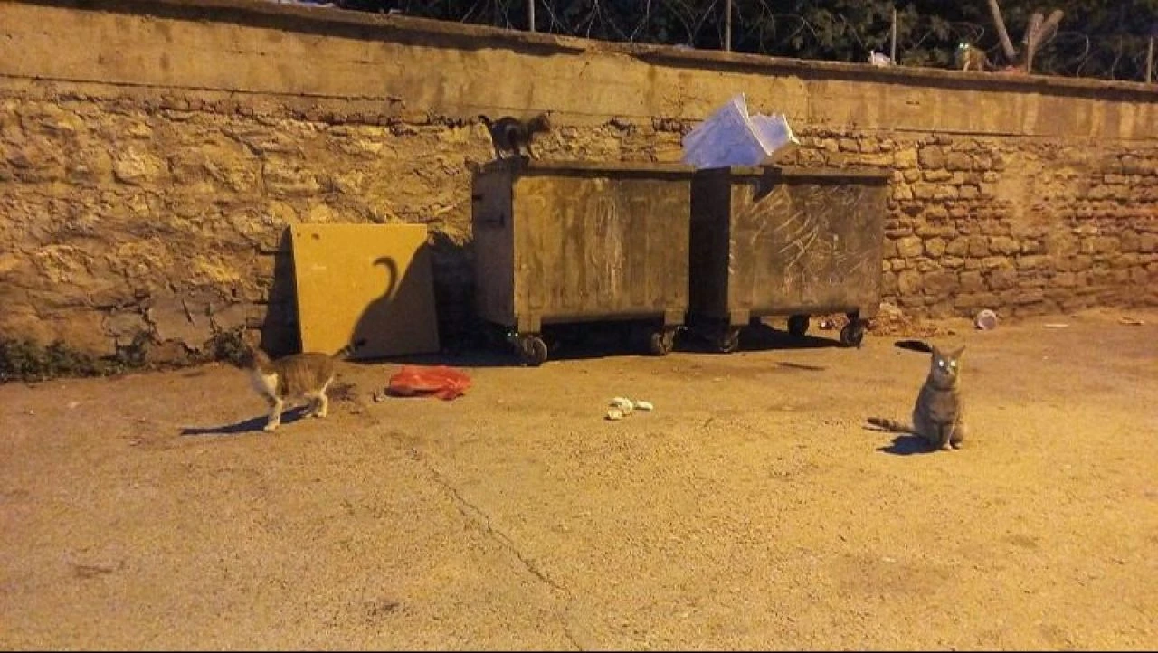 Dünyanın düzeni değişti: Kediyle fare yan yana - 1. Resim