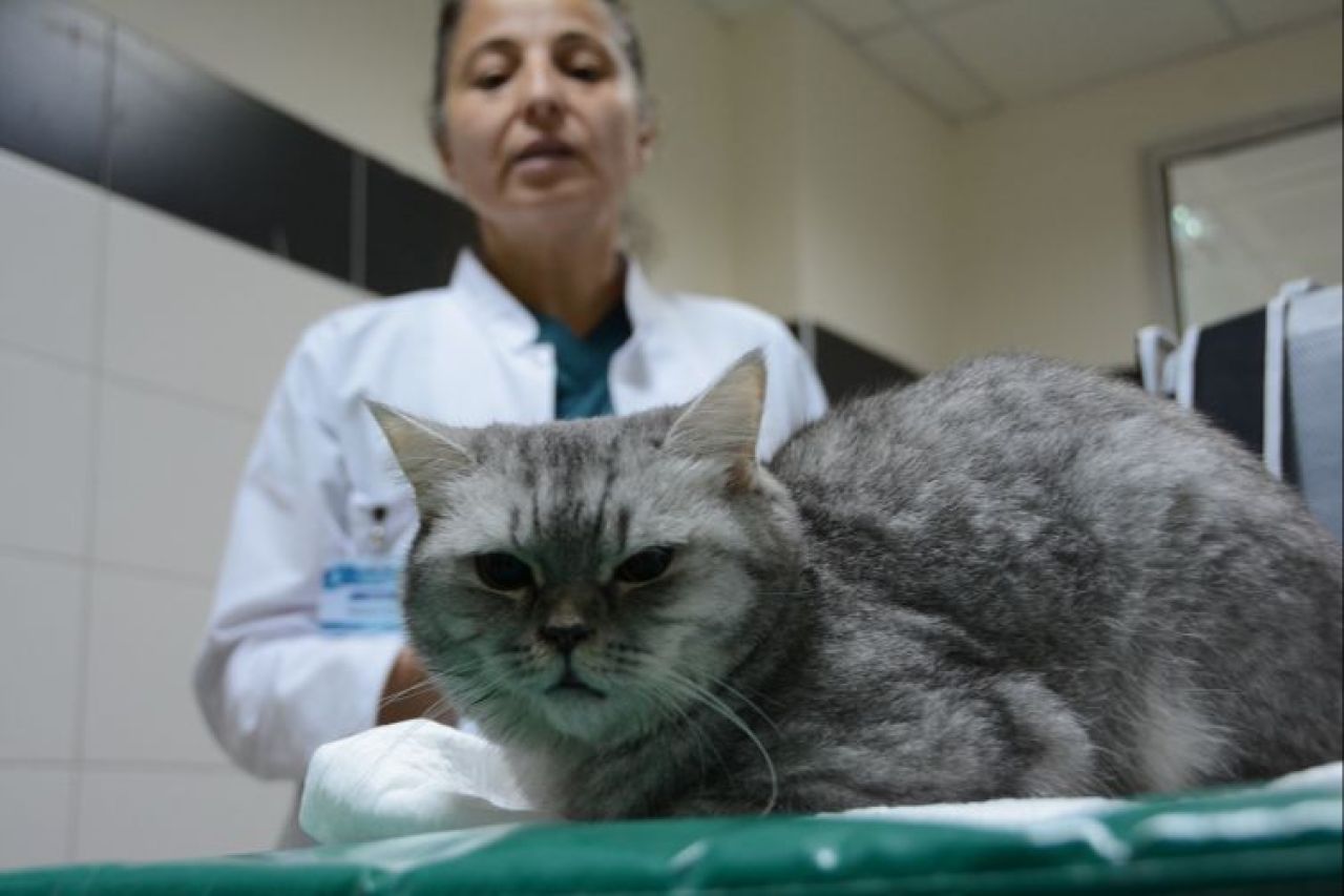 Sürekli hapşıran kedi sağlığına kavuştu - 1. Resim