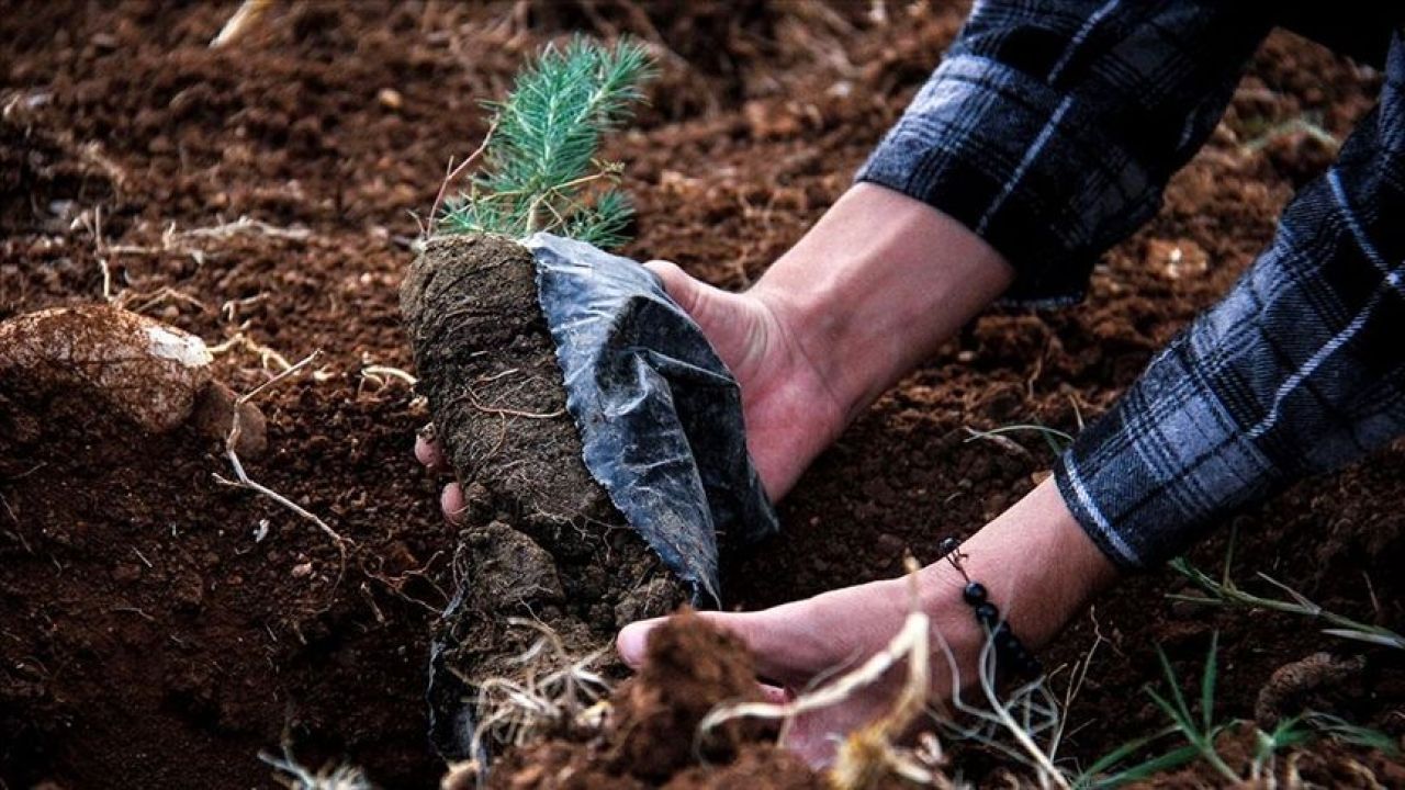 11 Kasım Milli Ağaçlandırma Günü olarak kutlanıyor - 2. Resim