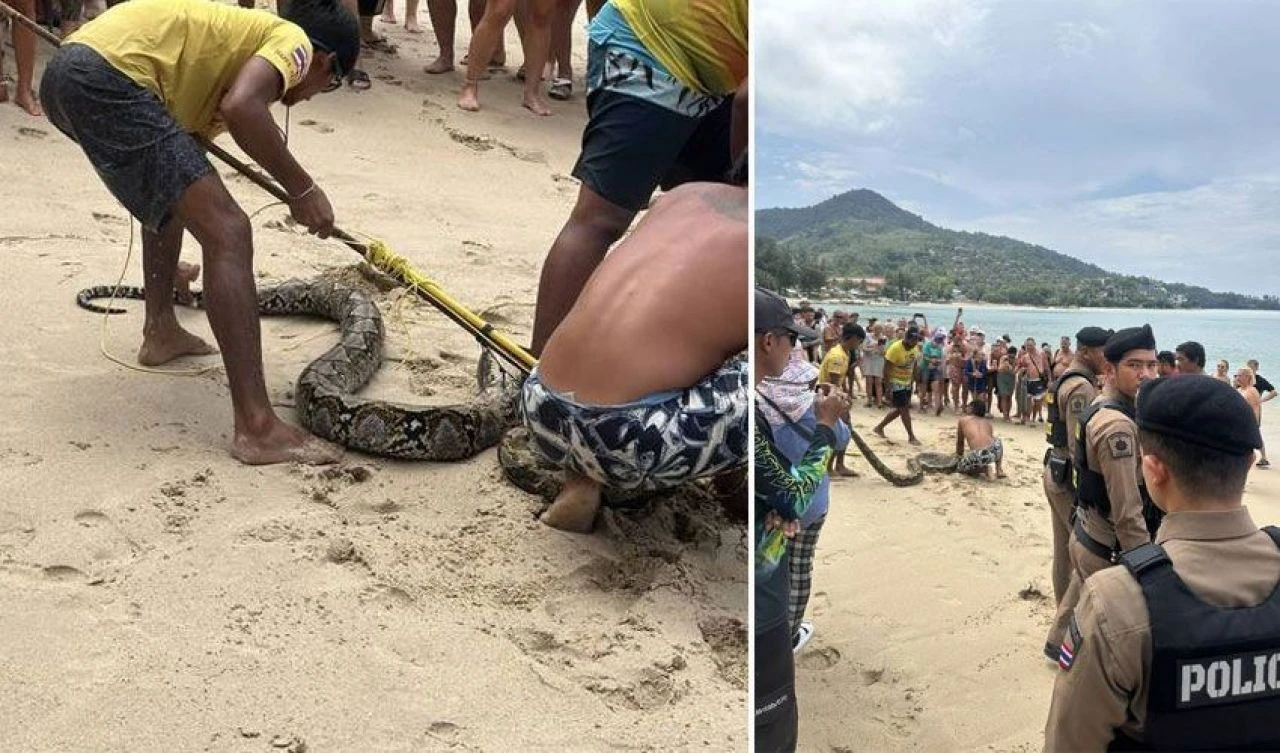 Dev piton paniği: Turistler denizin içinde ter döktü! - 2. Resim
