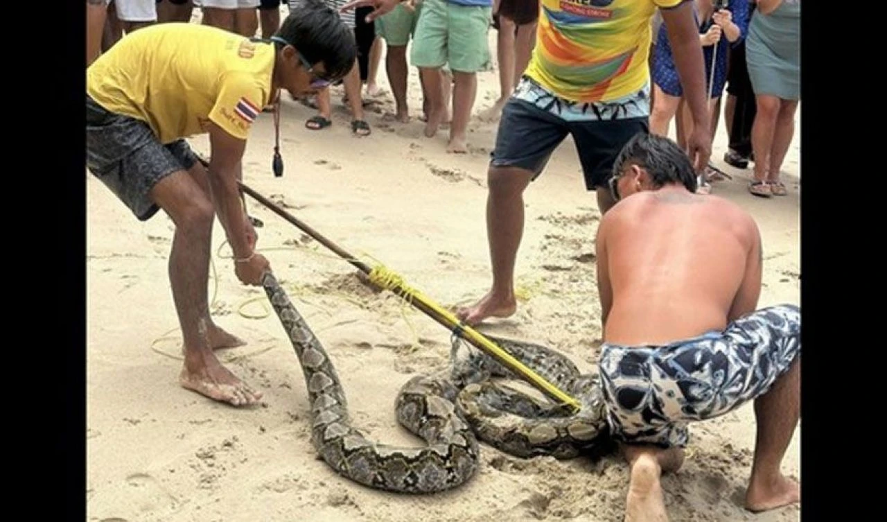 Dev piton paniği: Turistler denizin içinde ter döktü! - 1. Resim