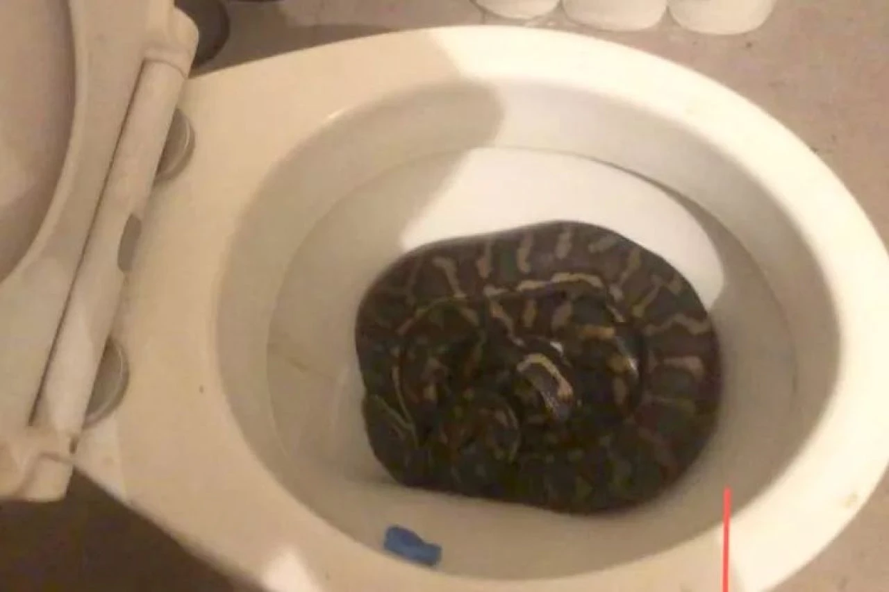 Ev sahibini klozette piton yılanı karşıladı! Bir haftada 2 vaka: Erkek, dişisini aramaya geldi - 1. Resim