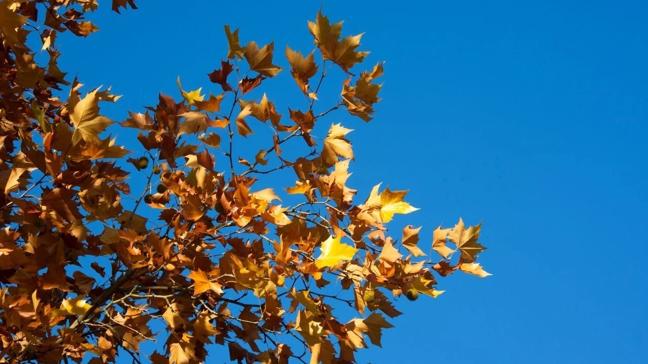 2024 pastırma sıcakları ne zaman? Geleceği tarih bekleniyor - 2. Resim