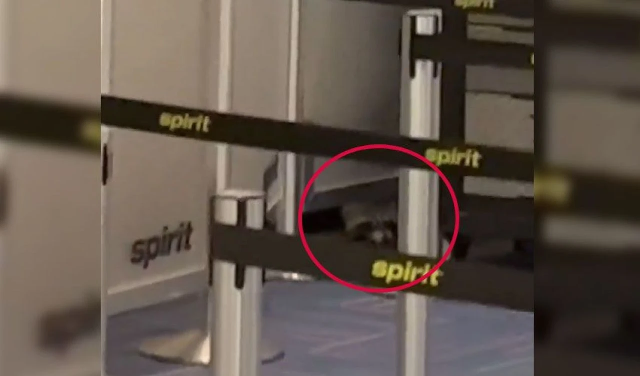 Havalimanında kaos! Çatıdan düşen yırtıcı yolcuları dehşete düşürdü - 3. Resim