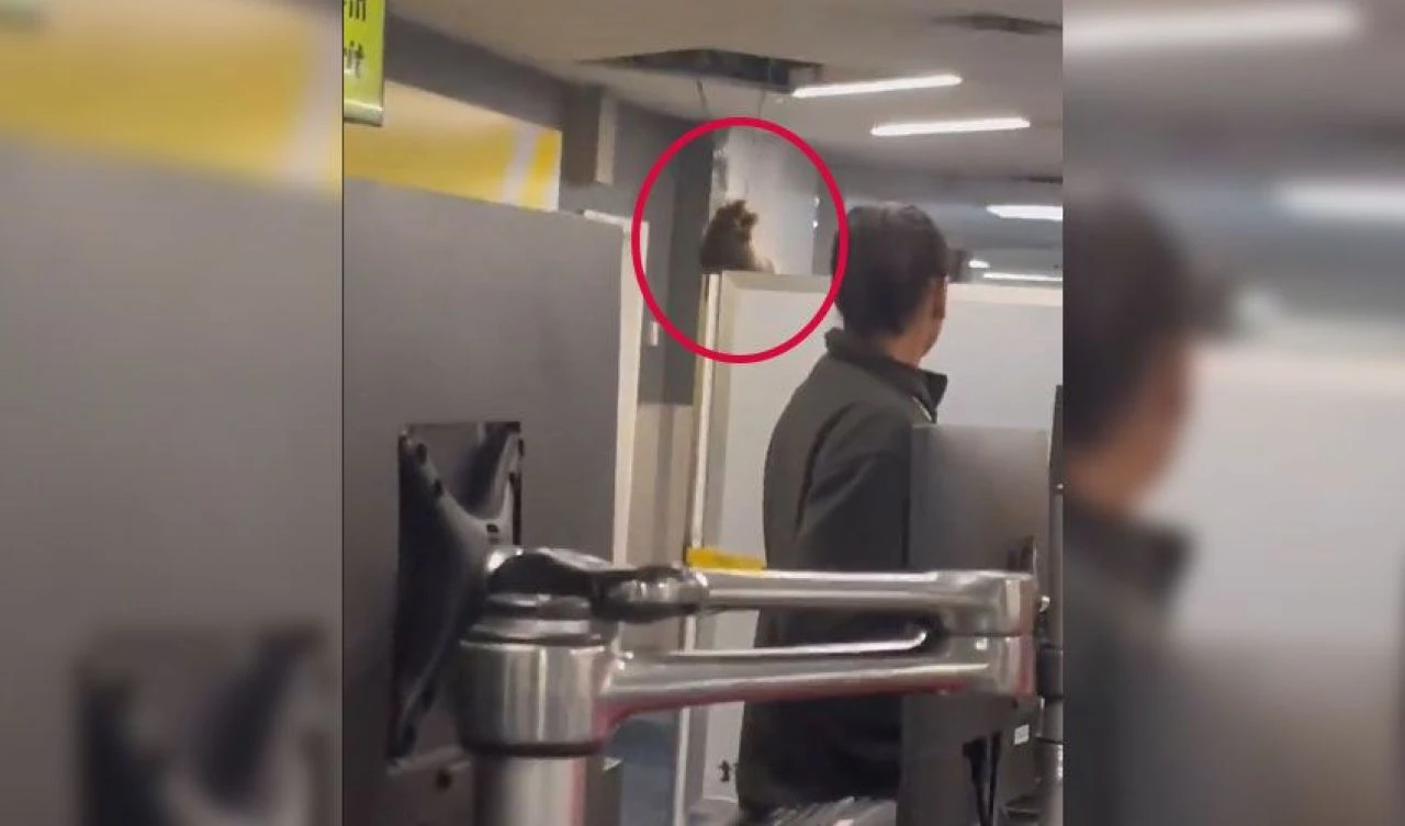 Havalimanında kaos! Çatıdan düşen yırtıcı yolcuları dehşete düşürdü - 1. Resim