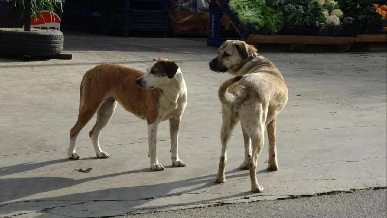 Ordu'da başıboş sokak köpeği dehşeti! İsyan edip, yetkililere çağrıda bulundu - 1. Resim