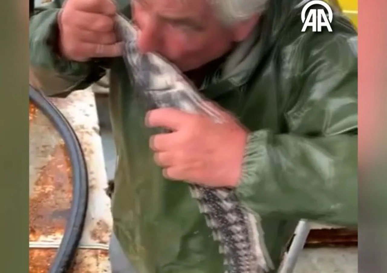 Alkışlanacak hareket! Mersin balığına suni teneffüs yaptı, karnını doyurup denize geri saldı - 2. Resim