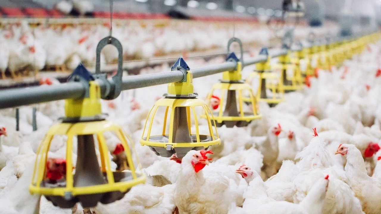 Tavuk ve yumurta üretiminde artış: Kümes hayvancılığı patlama yaptı! Fiyatlar düşecek mi? - 1. Resim