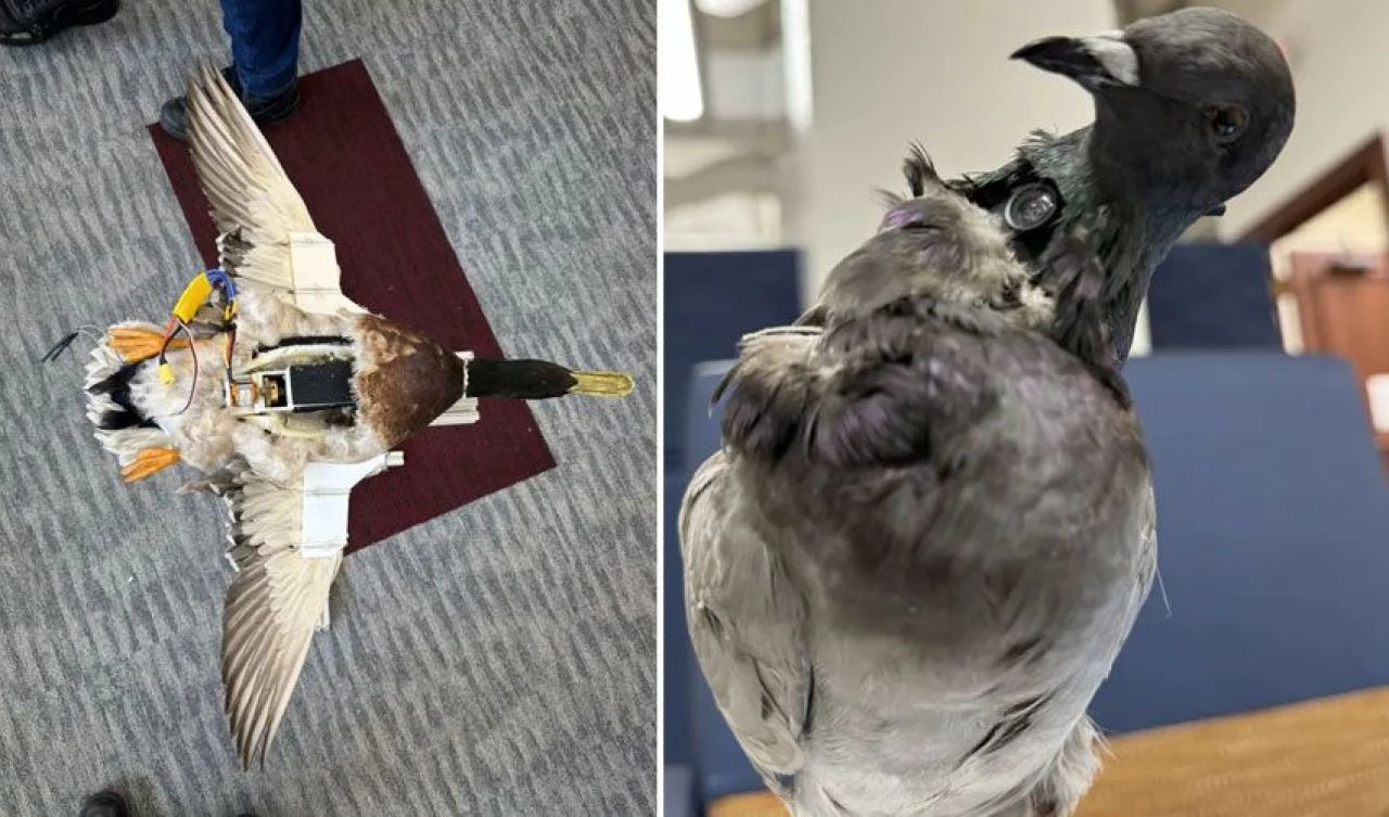 Ölü hayvanlardan ürkütücü zombi dron sürüleri! Casuslukta yeni dönem - 1. Resim