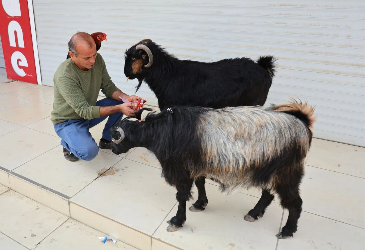 Garip dostluğu görenler şaşırıyor! Motosiklete binip tur atıyorlar: 20 bin TL teklif ettiler