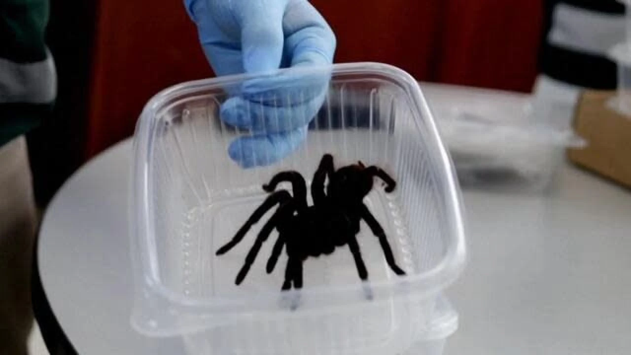 Yüzlerce tarantulayı, çıyanı, karıncayı beline bantladı! Şoke eden kaçakçılık - 2. Resim