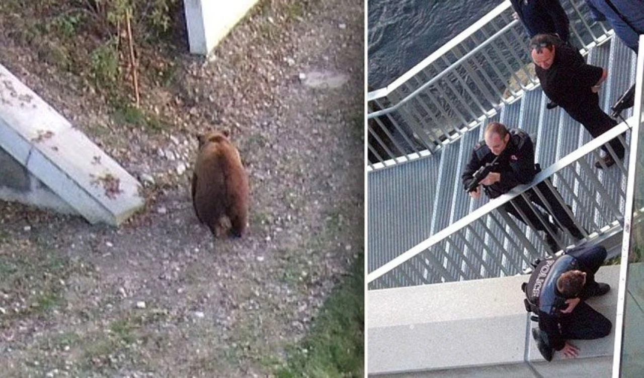 Çiti tırmandı, ayının yuvasına atladı! Akıl sır ermeyen olayın dehşet anları - 3. Resim