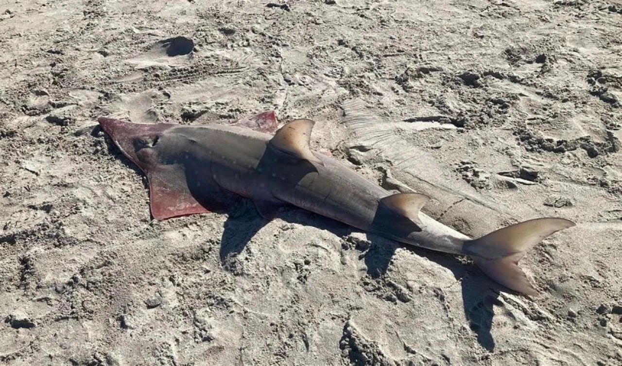 Kıyamet balığının ardından tedirgin eden bir başka tuhaf balık kıyıya vurdu! Uzmanlardan açıklama geldi - 3. Resim