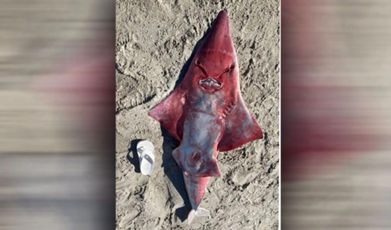 Kıyamet balığının ardından tedirgin eden bir başka tuhaf balık kıyıya vurdu! Uzmanlardan açıklama geldi - 1. Resim