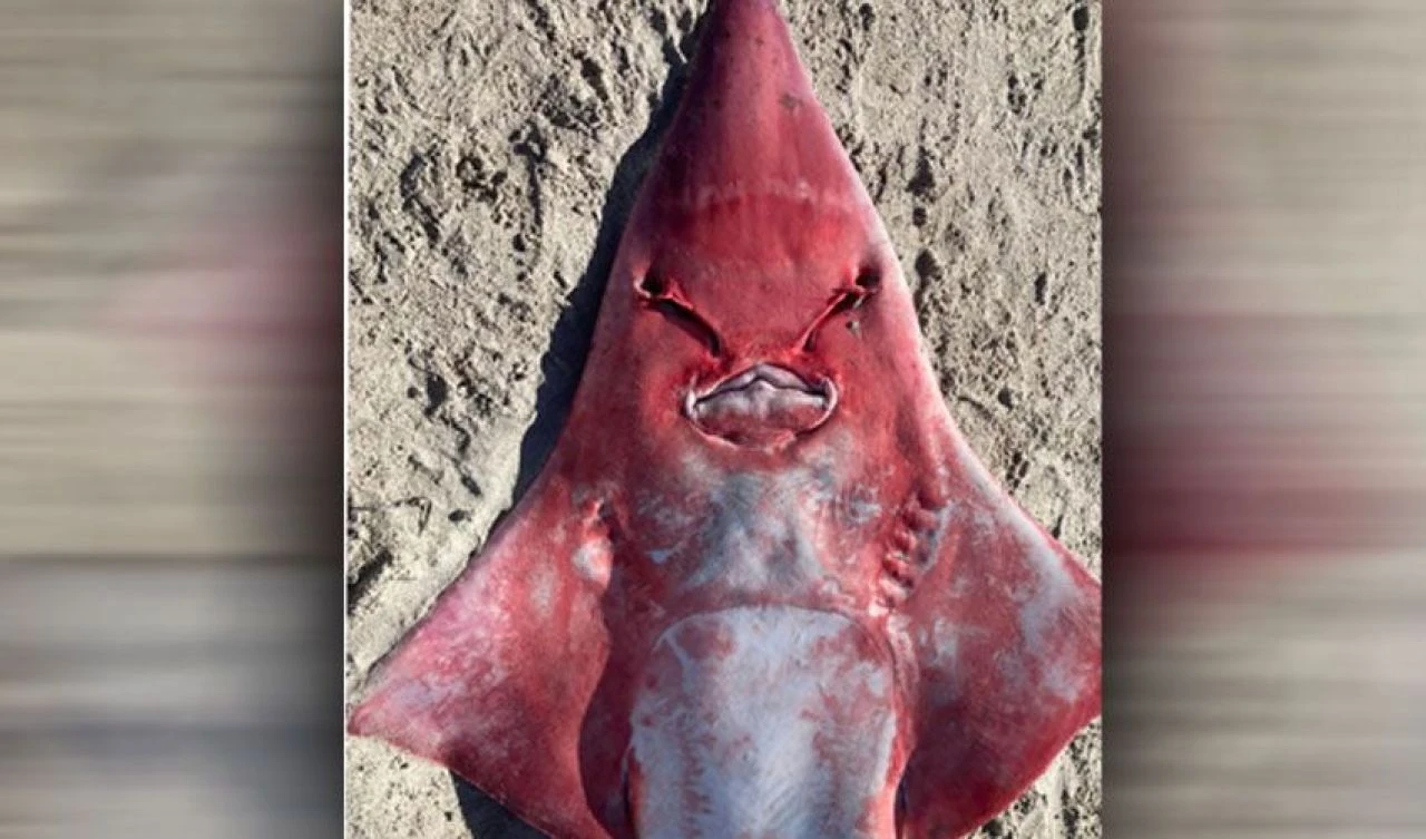 Kıyamet balığının ardından tedirgin eden bir başka tuhaf balık kıyıya vurdu! Uzmanlardan açıklama geldi - 2. Resim