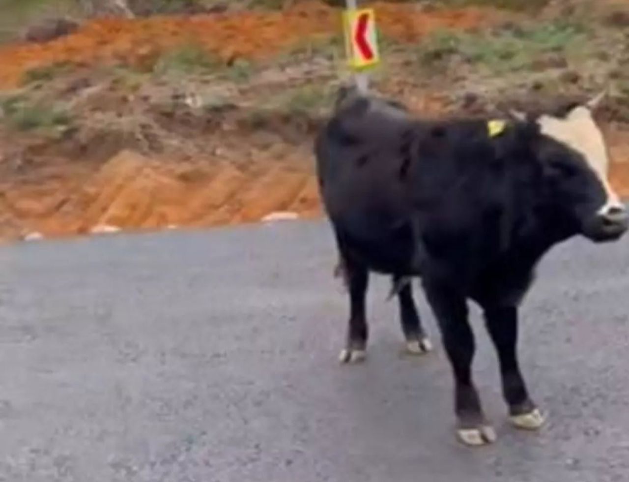 Türkiye’nin dört bir yanında gizemli görüntüler! Hayvanlar oldukları yerde donup kalıyor | 'Kıyamet alameti