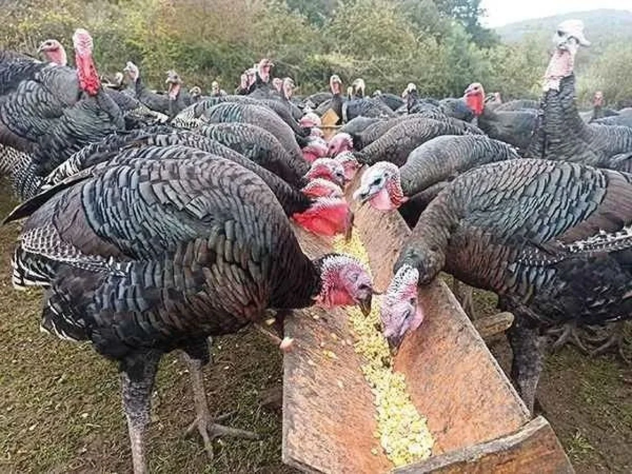 Bir Çiftlik Bank vakası daha! Ankara'da hindi çiftliği kurduğunu söyleyip büyük vurgun yaptı - 1. Resim
