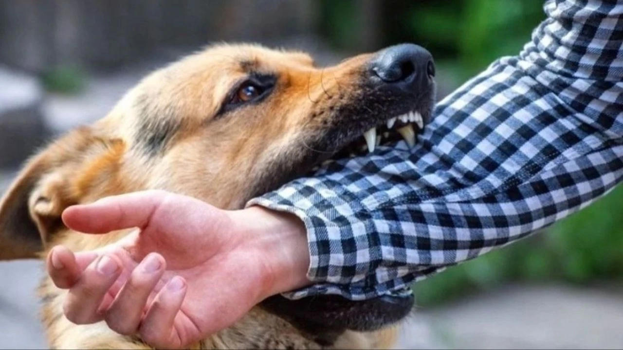Başıboş köpek sorununda yeni tehlike patlak verdi! Beyaz kanser vakaları artıyor - 3. Resim
