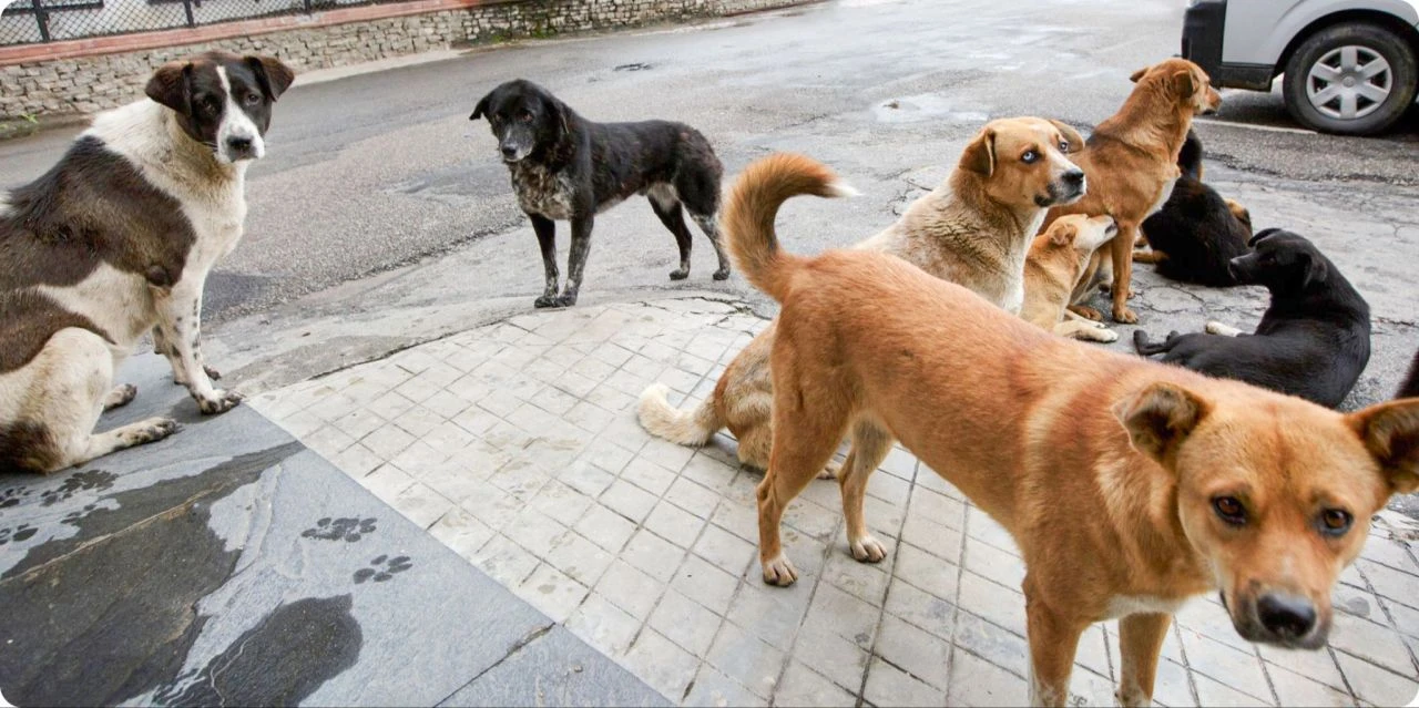 Başıboş köpek sorununda yeni tehlike patlak verdi! Beyaz kanser vakaları artıyor - 1. Resim