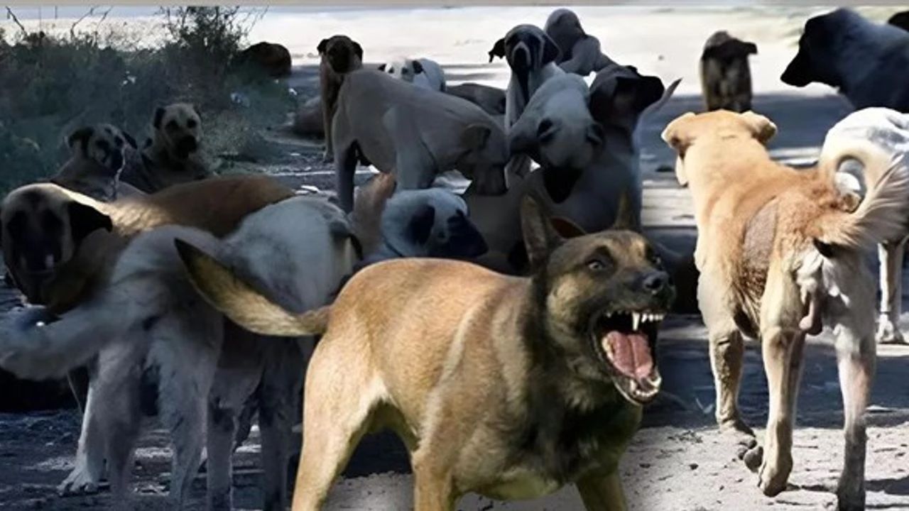 Başıboş köpek sorununda yeni tehlike patlak verdi! Beyaz kanser vakaları artıyor