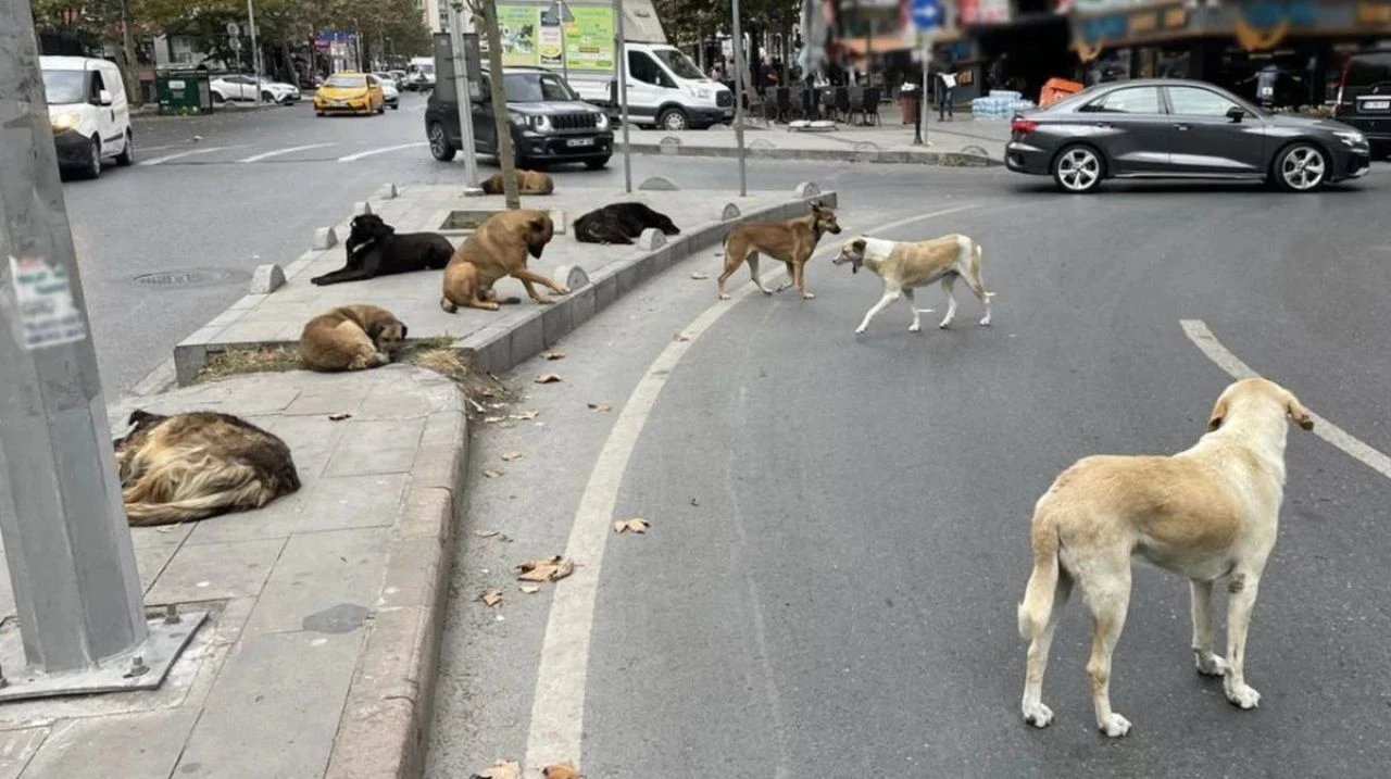 Başıboş köpek sorununda yeni tehlike patlak verdi! Beyaz kanser vakaları artıyor - 2. Resim