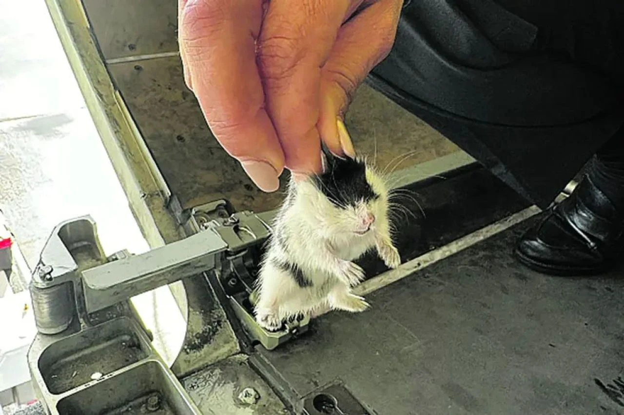 Havada 132 hamster firar etti! Personel günlerce aradı, uçak feribotla ülkeye döndü