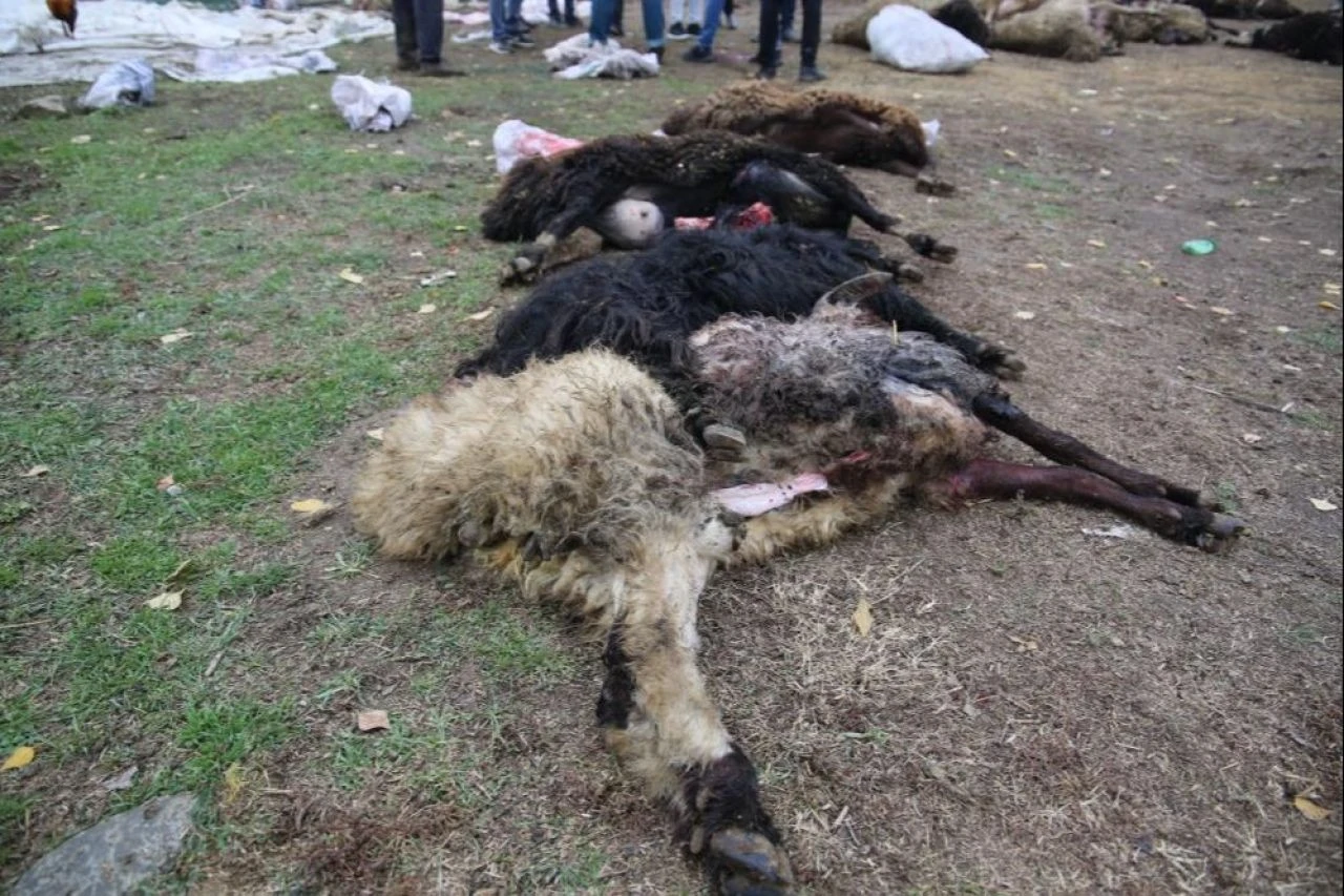 Muş’ta kurtlar sürüye saldırdı: 50 gebe koyun telef oldu, 40’ı yaralandı! - 2. Resim
