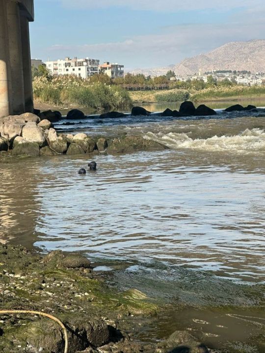 Kayıp Hüsamettin için Dicle Nehri'nde arama çalışması: Baraj kapakları kapatıldı - 1. Resim