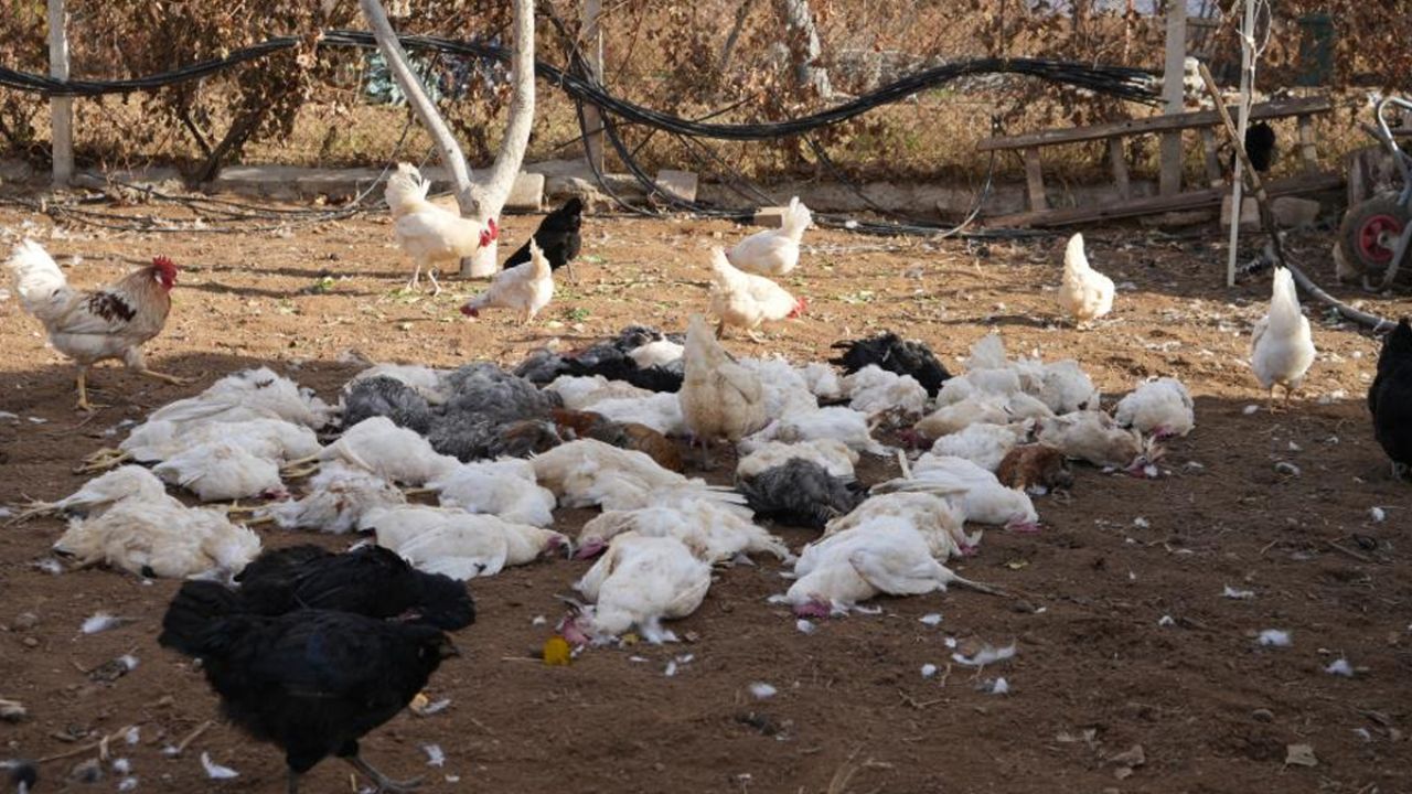 Başıboş sokak köpeği dehşeti! Onlarca tavuğu paramparça ettiler