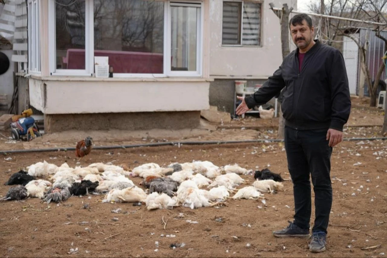 Başıboş sokak köpeği dehşeti! Onlarca tavuğu paramparça ettiler - 1. Resim