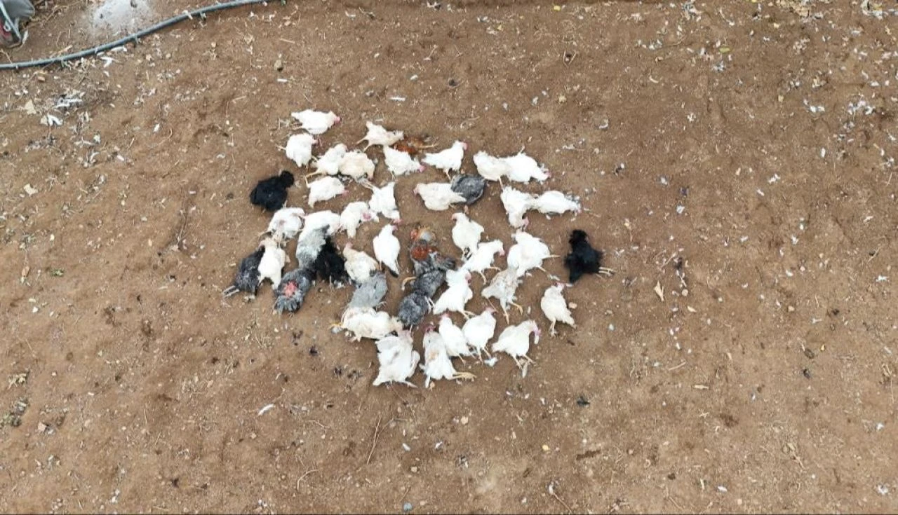 Başıboş sokak köpeği dehşeti! Onlarca tavuğu paramparça ettiler - 2. Resim