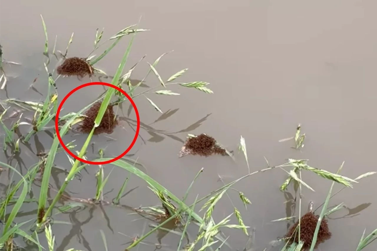 Ülkeyi ateş karıncaları topları sardı: Yıkıcı etkilere sahip istilacı tehdit - 1. Resim