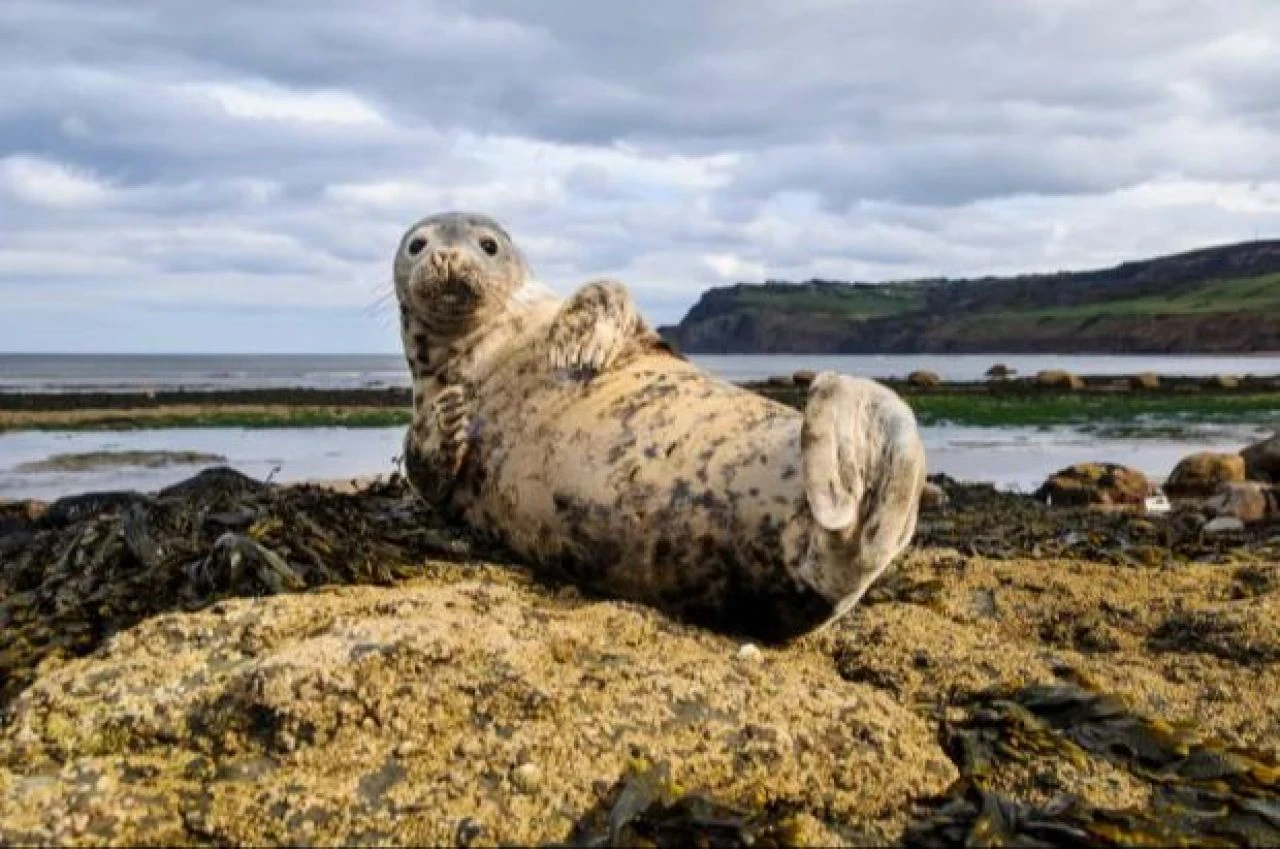 Kıyıya vuran köpek dişli ve yüzgeçli hayvan herkesi şaşkına çevirdi, uzman doğru cevabı verdi - 3. Resim