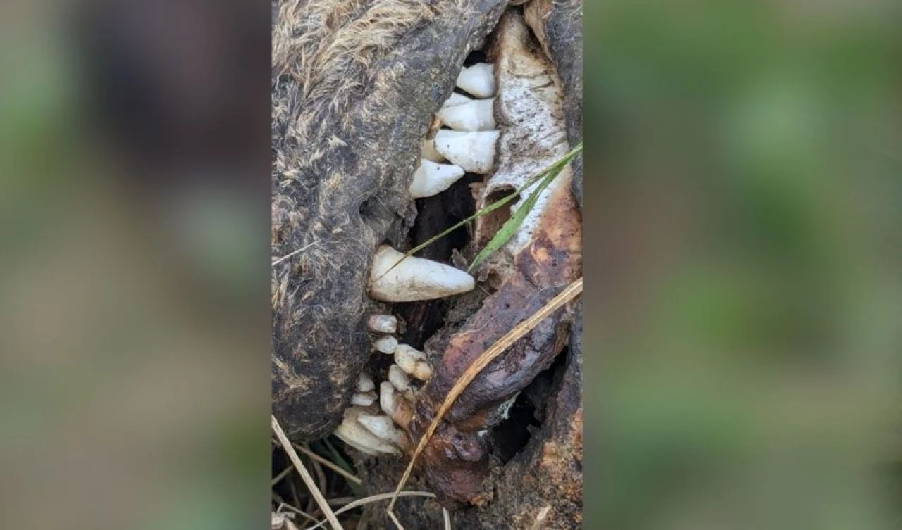 Kıyıya vuran köpek dişli ve yüzgeçli hayvan herkesi şaşkına çevirdi, uzman doğru cevabı verdi - 2. Resim