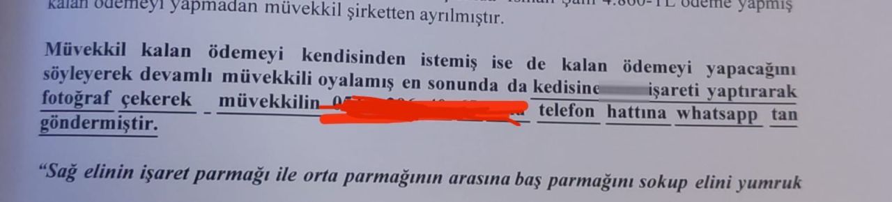 Avukat, kediden şikayetçi oldu! İlginç olayın nedeni sosyal medyada gündem oldu - 1. Resim