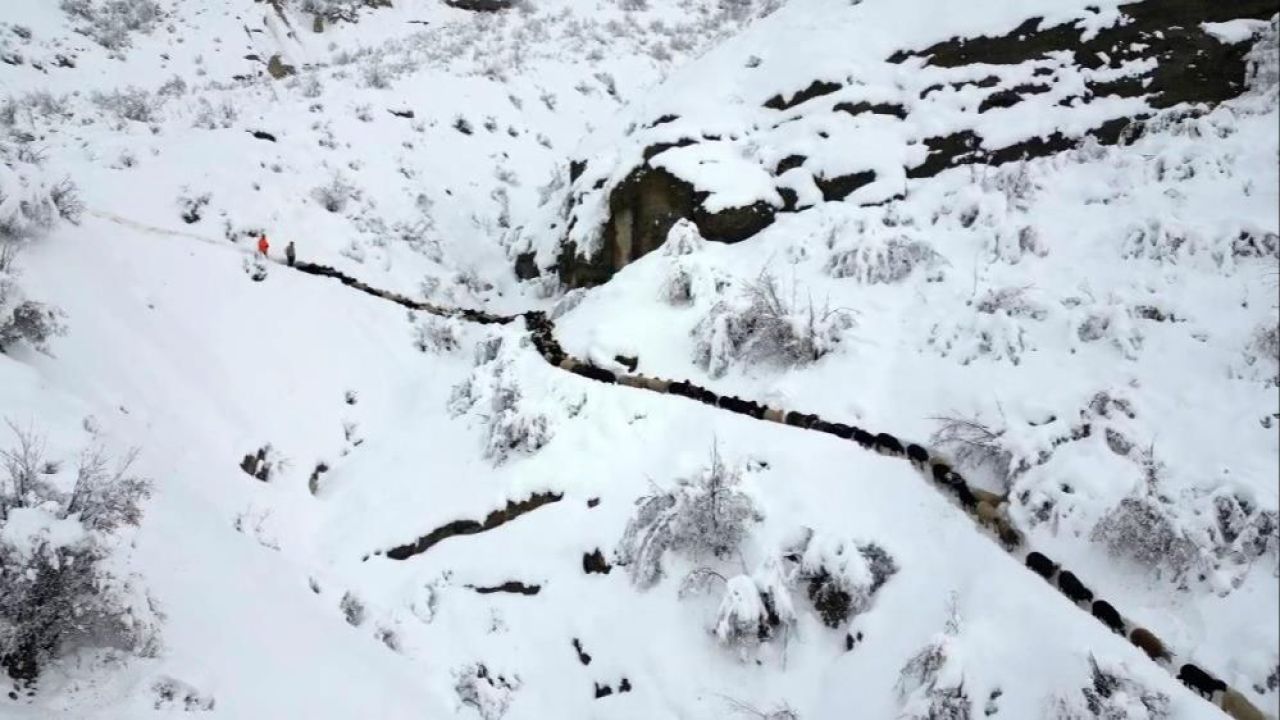 Çığ önüne kattığını yuttu! 350 koyun uçurumdan düştü: Arama çalışmaları sürüyor - 1. Resim