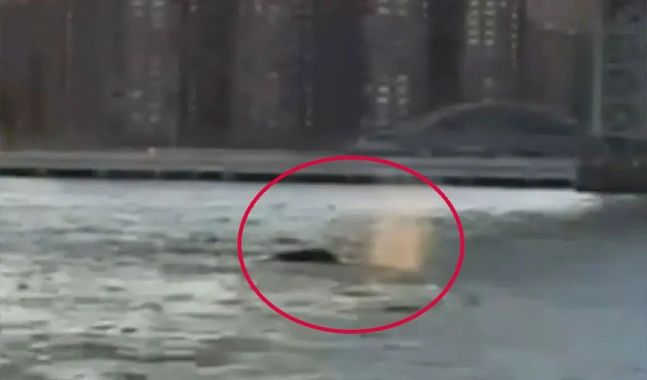 Köprünün altından geçen nadir canavar bir anda sıçradı! Görenler şoke oldu: Uzmanlar konuya açıklık getirdi - 1. Resim