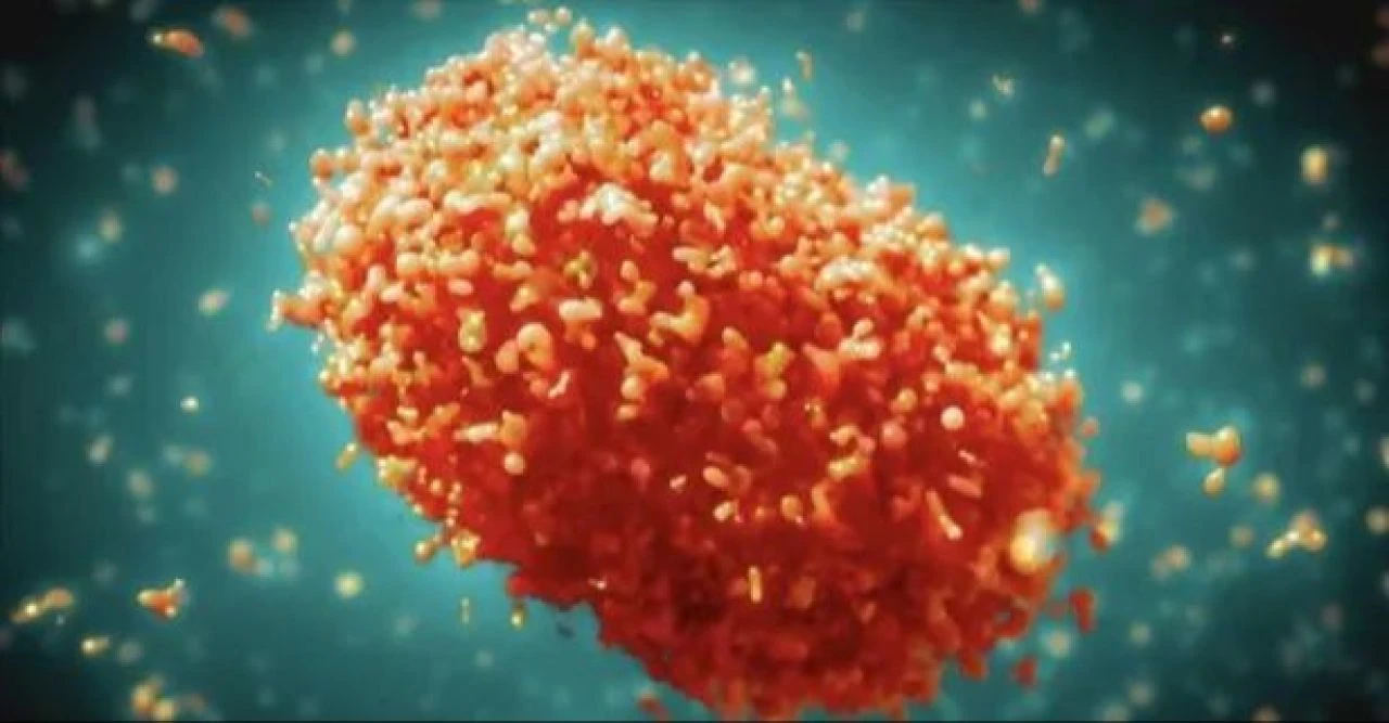 'Tembel hayvan ateşi' bebeği öldürdü! Hamile kadının başına gelenler ülkeyi alarma geçirdi