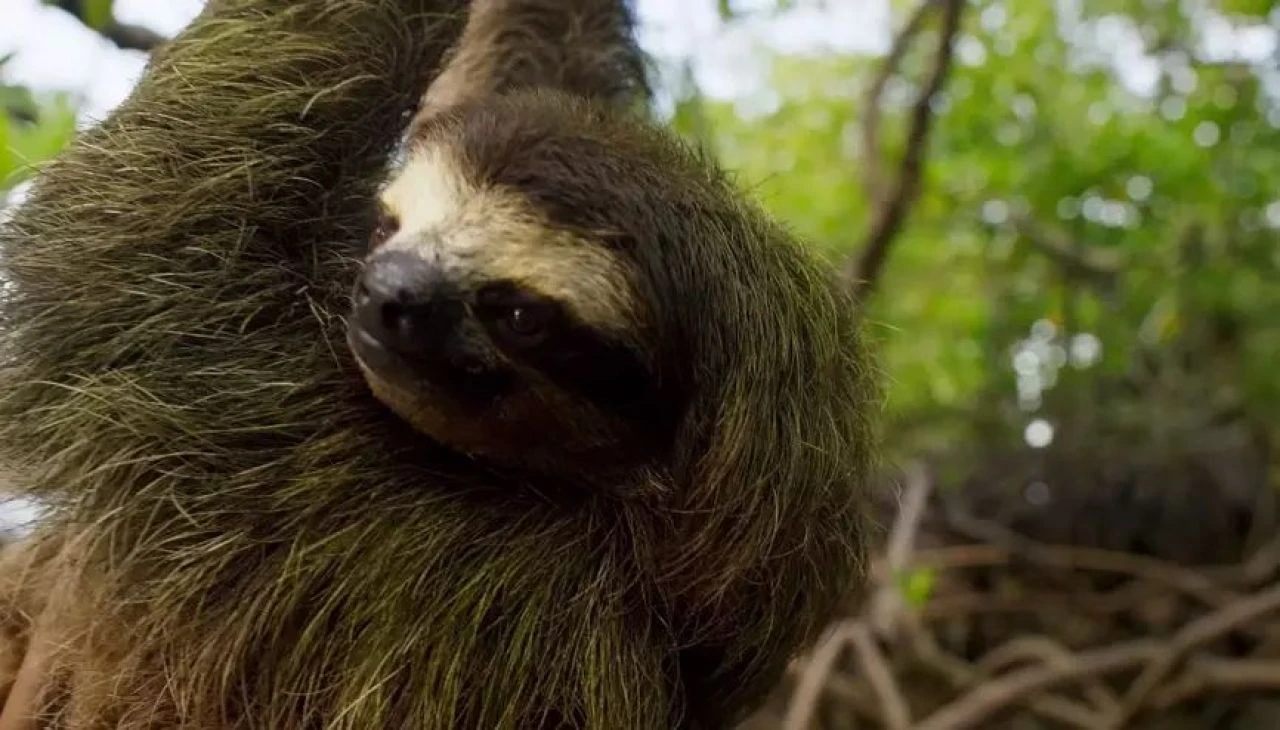 'Tembel hayvan ateşi' bebeği öldürdü! Hamile kadının başına gelenler ülkeyi alarma geçirdi